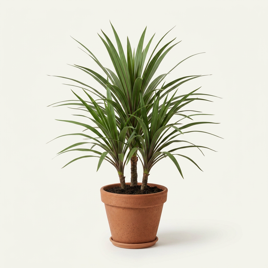 Cordyline Australis (Dracaena Indivisa) 6 M Height