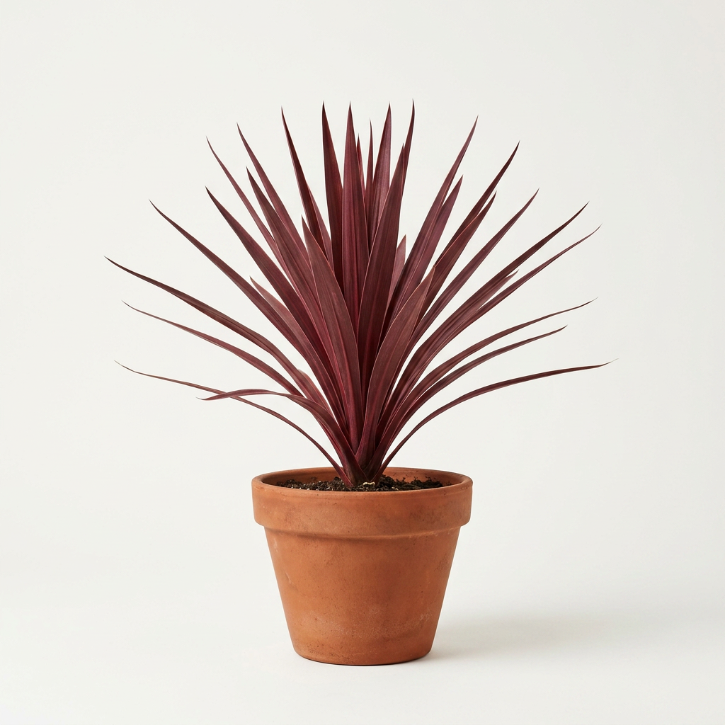 Cordyline Australis Red Star Small
