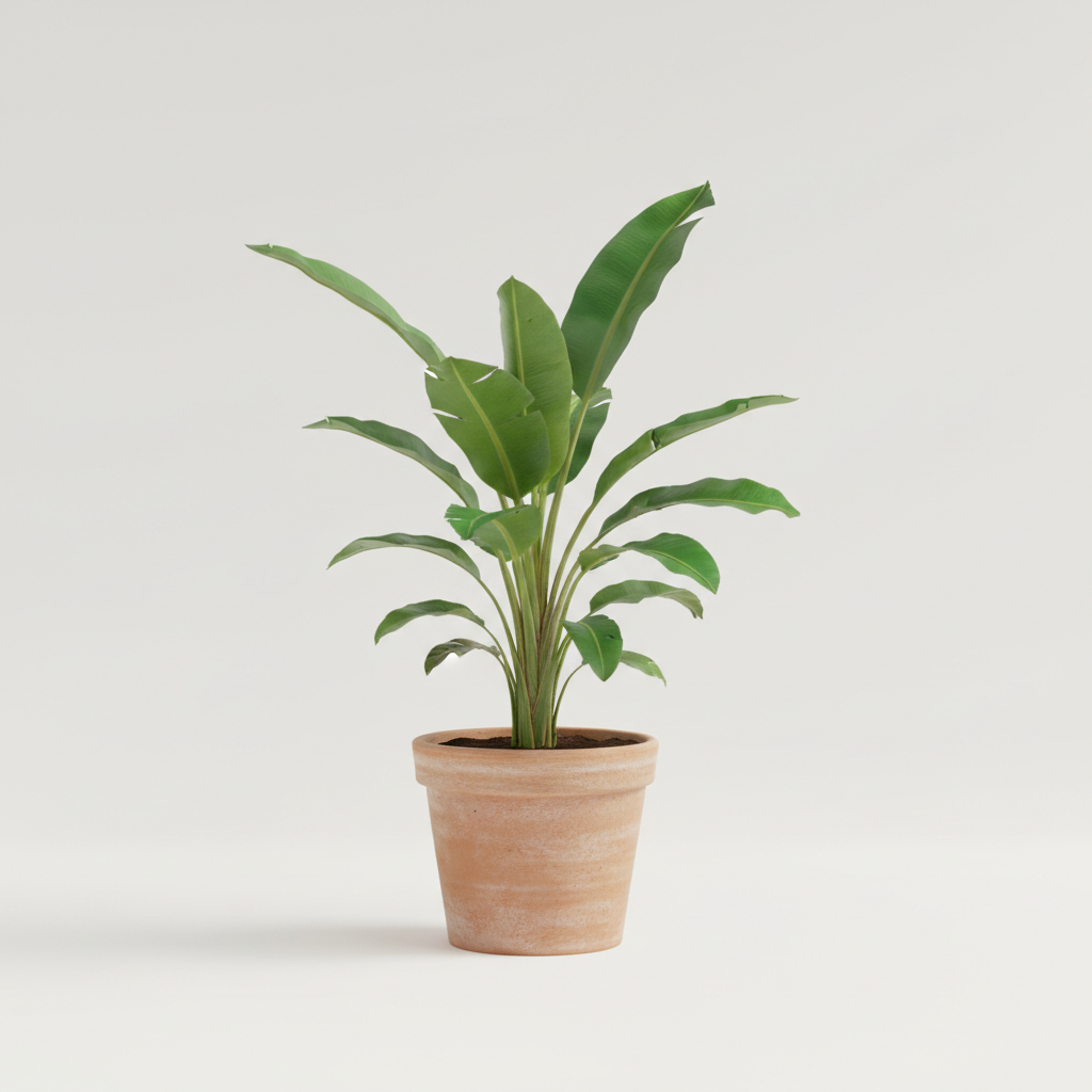 Musa Basjoo (Japanese banana) M/L