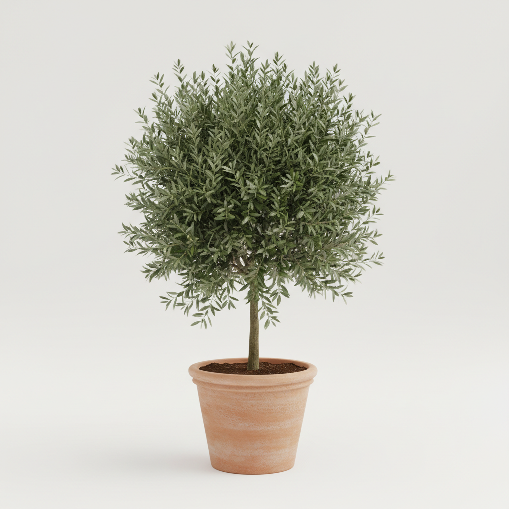 Olive Tree Bushy (Medium/Large)